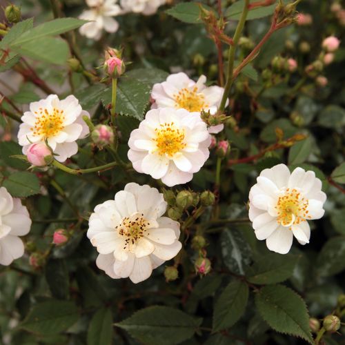 Rosa  Talas - růžová - bílá - Stromková růže s drobnými květy - stromková růže s kompaktním tvarem koruny